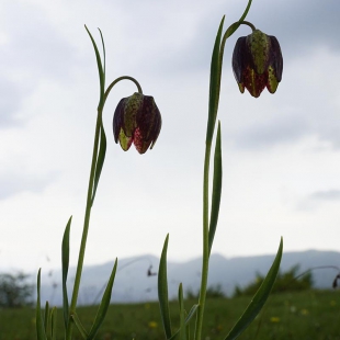 Fritillaria montana